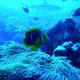 46- Poisson-clown et son anemone 